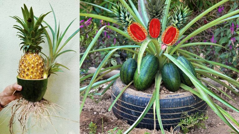 Grow 7 Unique Fruits: Graft a Pineapple Tree with Watermelon for a Bountiful Harvest!