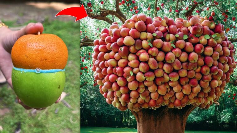 5 Simple Steps to Graft Apple and Orange Trees for Incredible Fruit!
