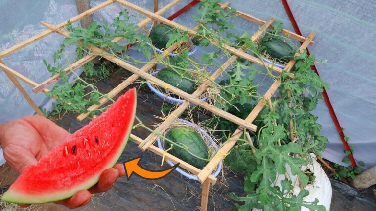 7 Easy Tips to Grow Big Juicy Watermelons at Home!