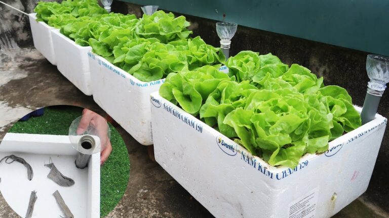5 Easy Steps to Transform Styrofoam Boxes into a Thriving Terrace Garden