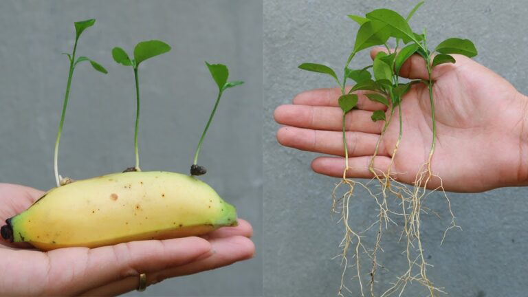 Grow 7 Surprising Lemons in Bananas at Home: A Beginner’s Guide to Easy Gardening!