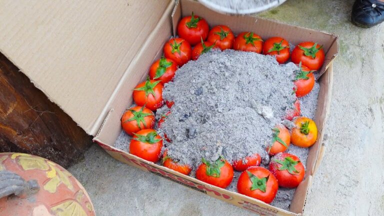 10 Creative Ways to Preserve Fresh Tomatoes and Bake Delicious Potato Cakes