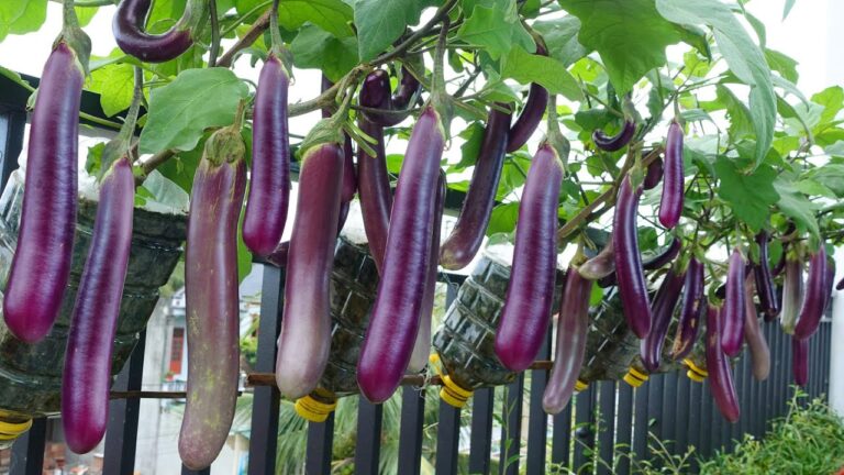 10 Tips for Growing Eggplants at Home Like a Pro!
