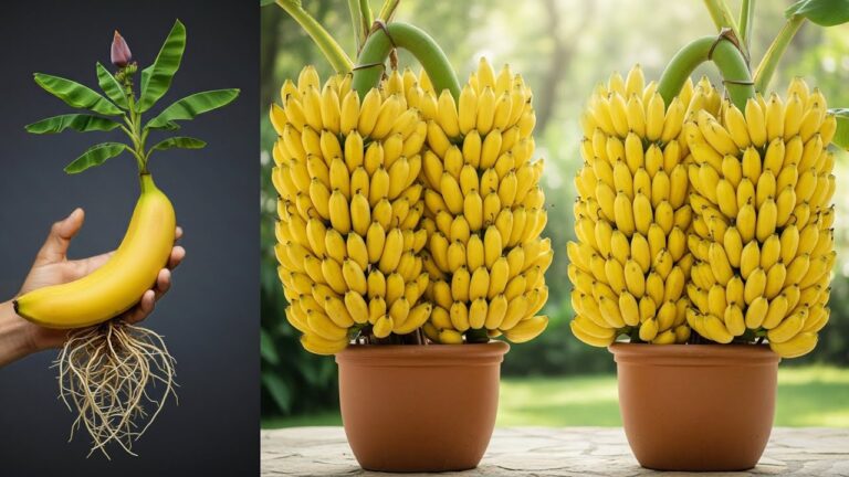 Propagate Banana Trees from Fruit: 5 Tips for 100% Success!