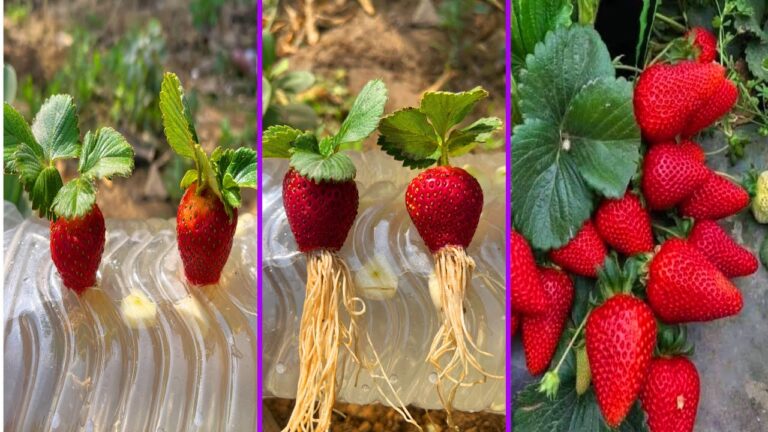 Grow 10 Strawberries in Water with Garlic: The Easiest Method Ever!