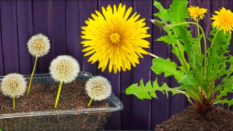 Grow 5 Amazing Benefits of Dandelions at Home: Your Guide to Home Gardening Success!