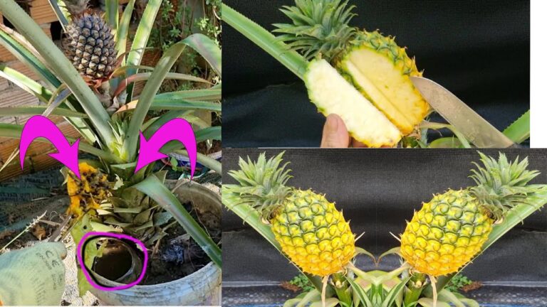 8 Easy Steps to Grow Sweet Pineapples at Home with Kitchen Scraps