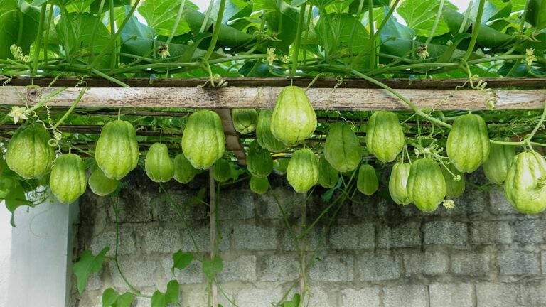 Grow 1 Chayote to Create an Epic Vertical Garden in No Time!