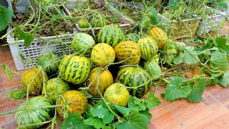 10 Tips for Growing Melons on Your Terrace: A Guide to a Lush Melon Garden