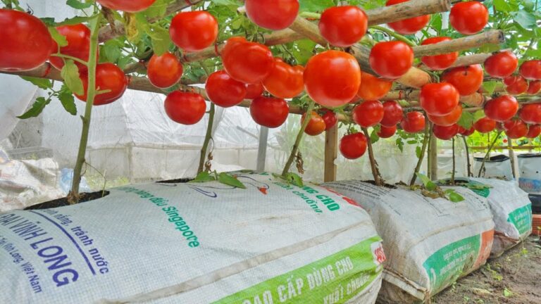 10 Easy Steps to Grow Your Own Tomatoes and Never Buy Them Again!
