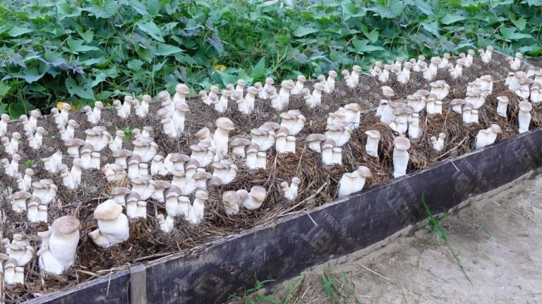 7 Simple Steps to Grow Mushrooms from Seeds: A Beginner’s Guide