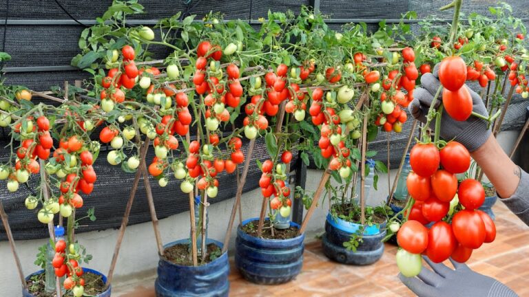 5 Easy Steps to Grow Super-Fruitful Tomatoes Using Plastic Bottles