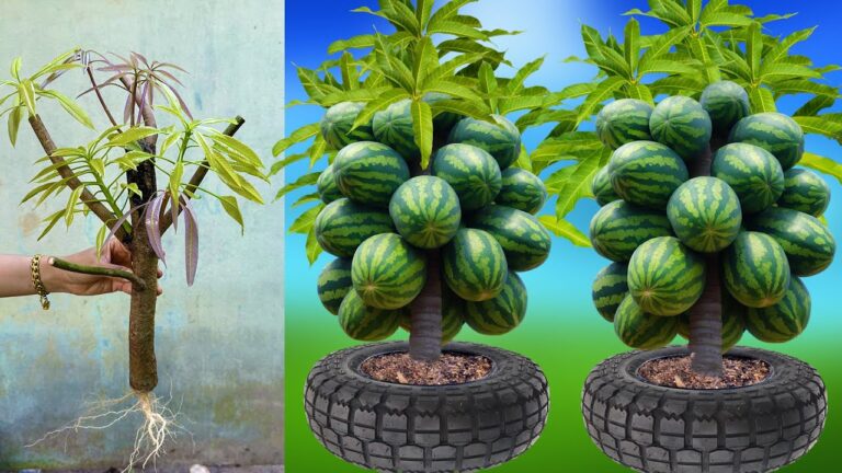 Grow 7 Quick Mangoes with Watermelon for Super Fast Fruit Production