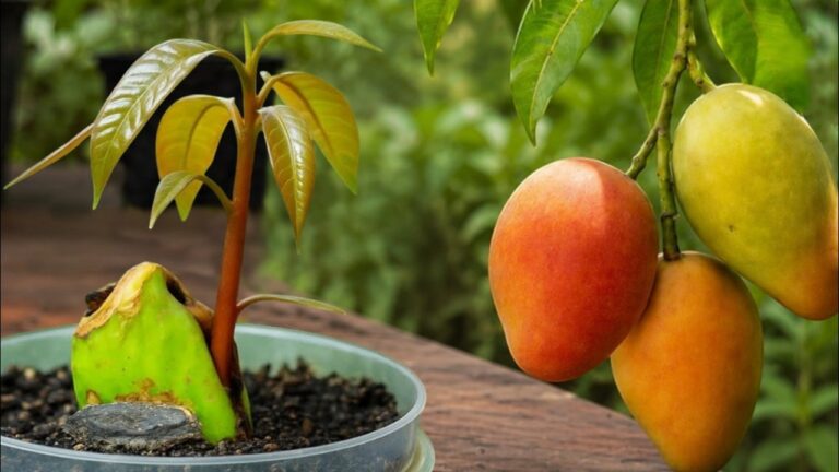 Grow 7 Delicious Mangoes from Seed Fast and Easy!