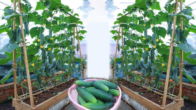 10 Tips to Grow Cucumbers at Home for a Bountiful Harvest