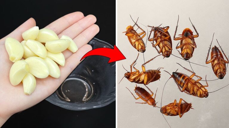 Eliminate Cockroaches Fast: 5 Garlic Hacks You Need to Try Today!