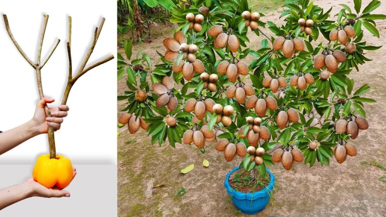 Grow 5 Unique Fruit from Grafting Sapodilla, Yellow Pepper, and Aloe Vera!
