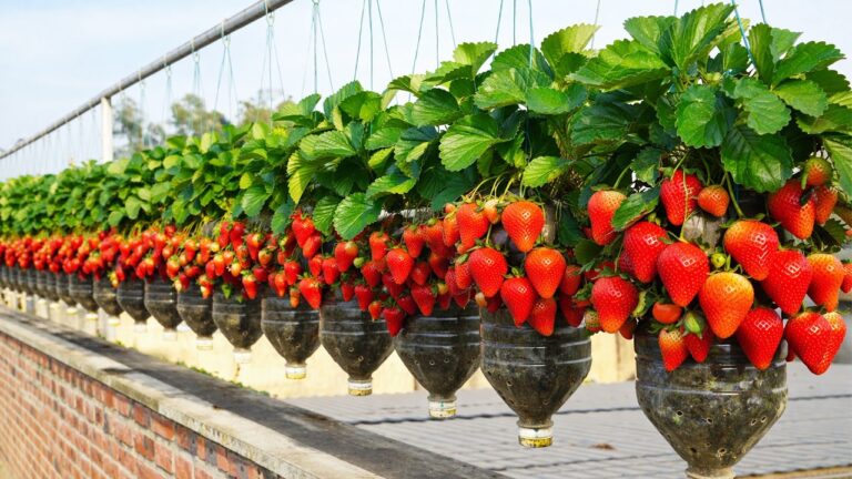 7 Amazing Benefits of Growing Strawberries in Plastic Bottles