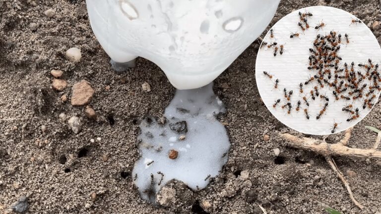 Eliminate Ants in 3 Easy Steps with This Simple, Affordable Trick!