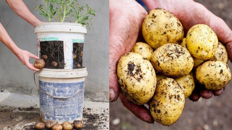 5 Easy Steps to Grow Potatoes in Old Plastic Buckets for Beginners