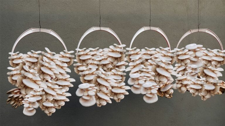 7 Simple Steps to Grow Delicious Mushrooms at Home Today!