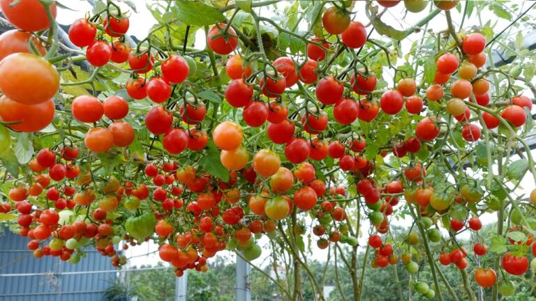 10 Simple Steps to Grow High-Yield Tomatoes in Plastic Bottles