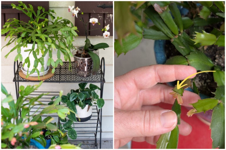 Get Your Christmas Cactus to Bloom by August: Here’s How!
