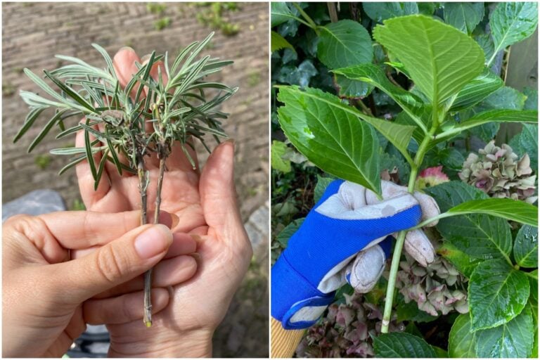 10 Easy Plants You Can Propagate from Cuttings This August