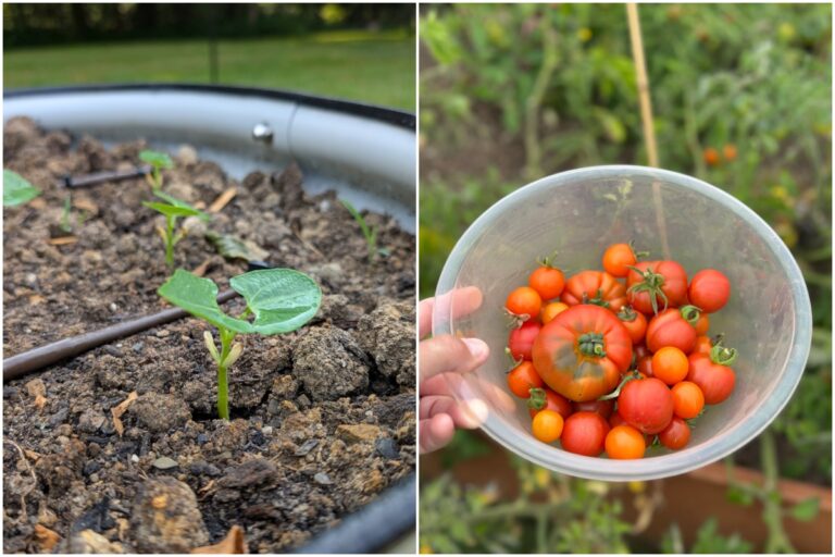 7 Essential August Gardening Tasks to Transform Your Outdoor Space