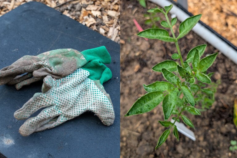 Improve Garden Hygiene to Prevent Vegetable Disease Outbreaks