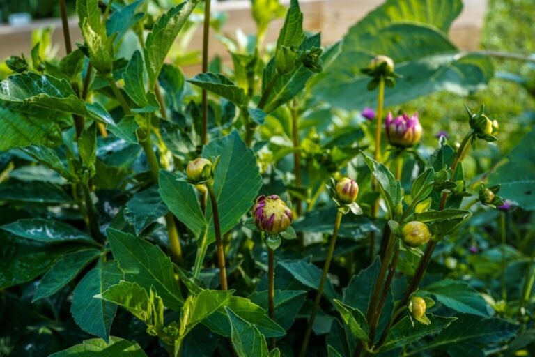 Fix Your Non-Blooming Dahlias: Top Tips for Vibrant Flowers