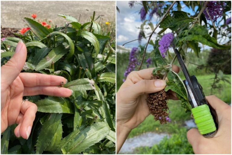 13 Essential Plants to Deadhead in August for a Thriving Garden