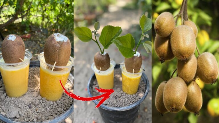 Grow 7 Kiwi Trees Fast Using Eggs and Lemon Soda Secrets
