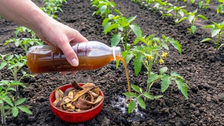 Unlock 7 Gardening Secrets Using Banana Peels for a Bountiful Harvest