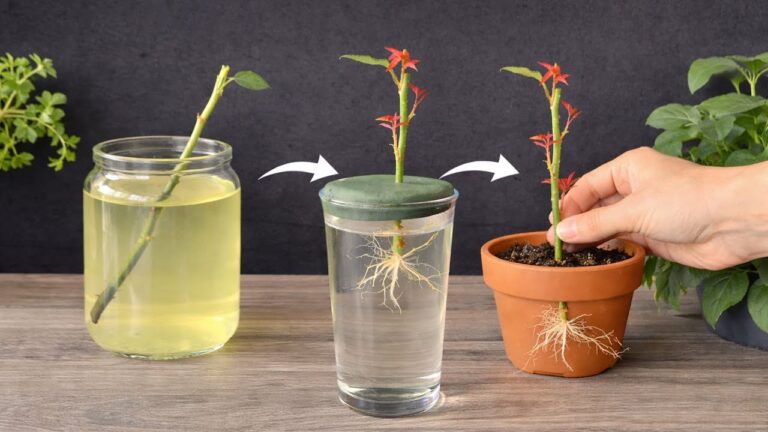 Grow 7 Beautiful Roses Fast with This Simple Water Trick!