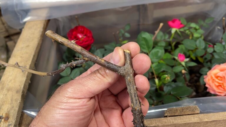 5 Easy Steps to Grow Roses in Mini Greenhouses for Stunning Blooms