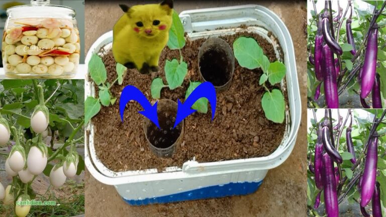 10 Reasons to Grow Eggplant in Containers for a Thriving Garden