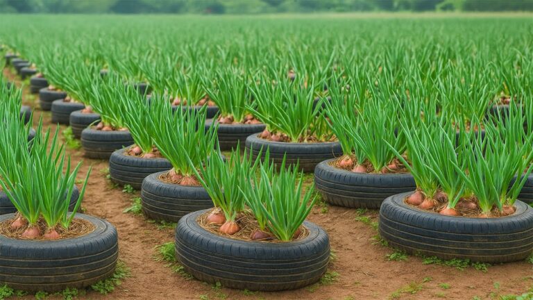 Grow 10+ Onions in Old Tires: A Simple DIY Solution You Need to Try!