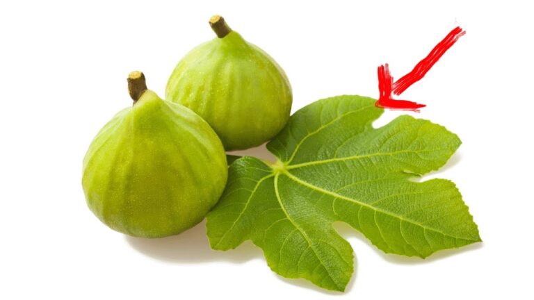 7 Ways to Use Leaves for a Diabetes and Cholesterol-Free Life