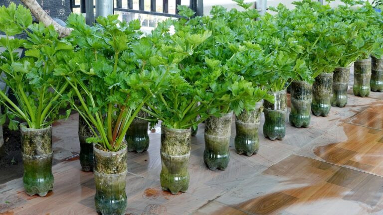 5 Easy Steps to Grow Celery Using Just Plastic Bottles