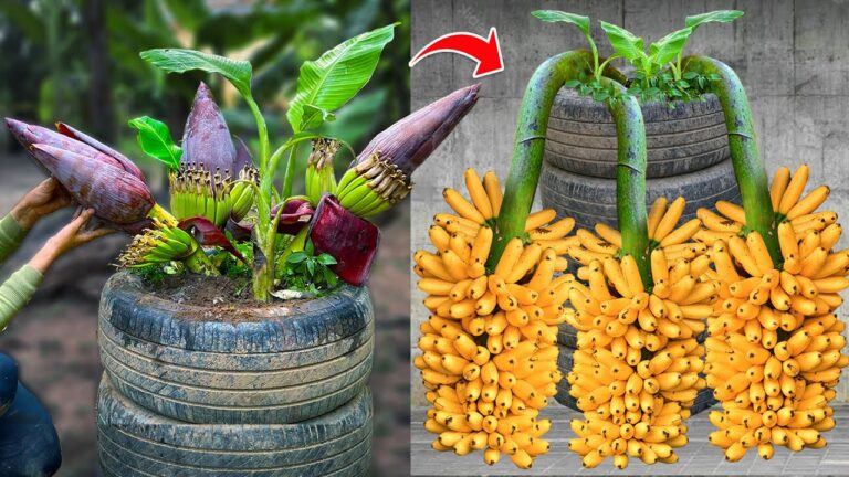 5 Effective Grafting Techniques for Thriving Banana Trees You Need to Try!