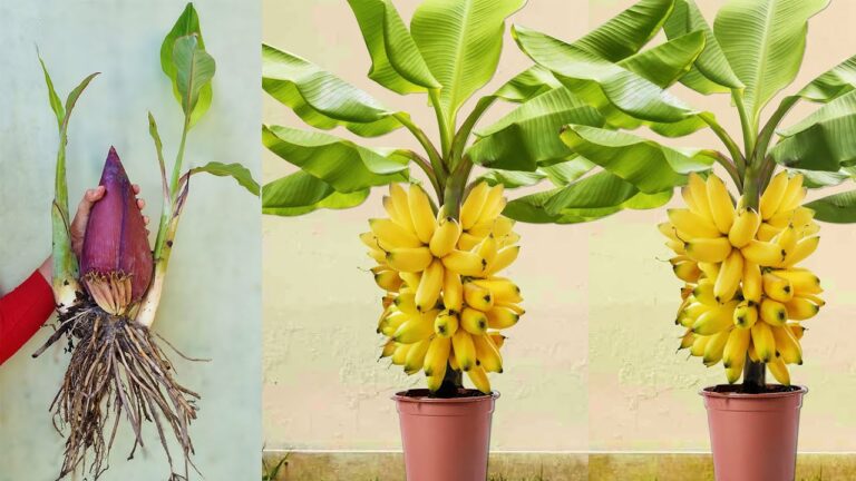 5 Tips for Fast Banana Tree Growth Using Aloe Vera Technique
