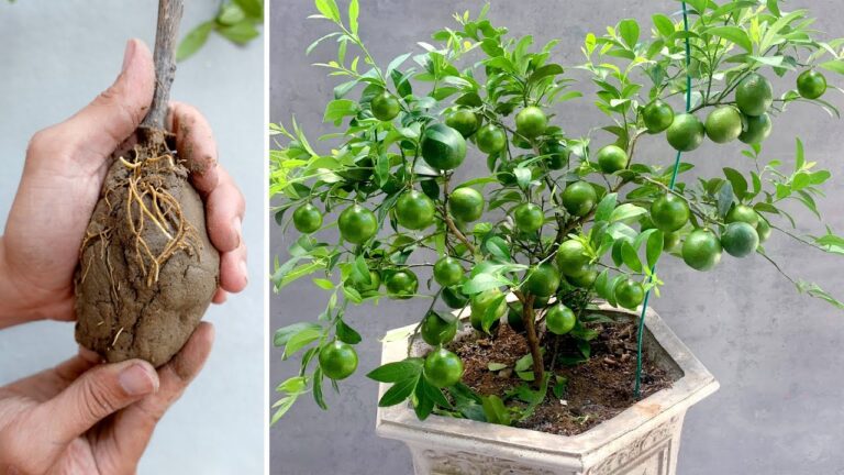 Grow 10 Delicious Lemons Year-Round: Your Ultimate Guide to Home Gardening!