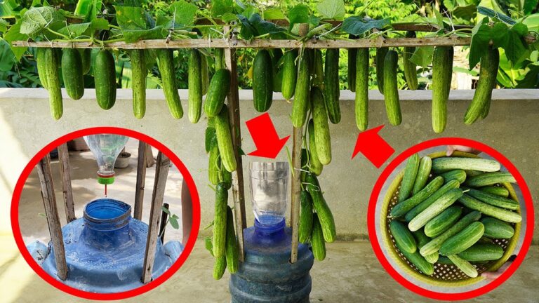 Grow 10x More Cucumbers in Plastic Bottles for a Delicious Harvest!