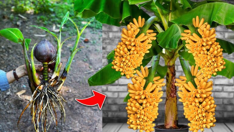 5 Grafting Tips to Maximize Banana Tree Fruit from Flowers