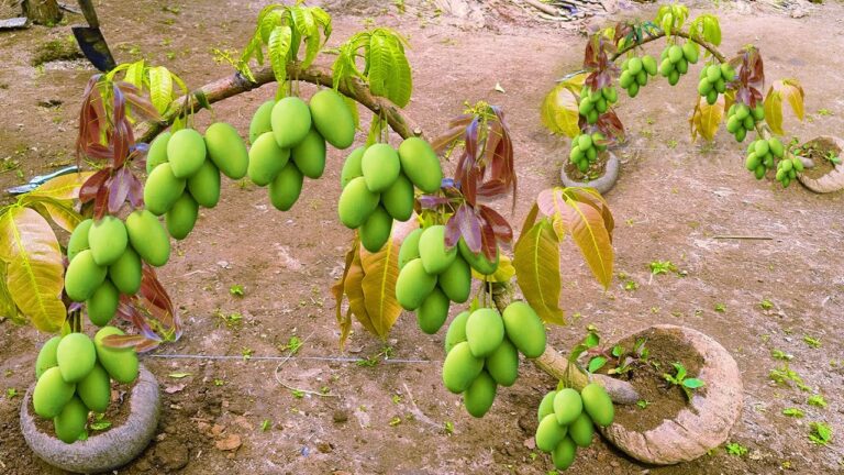 9 Steps to Graft a Mango Tree with Coconuts for Faster Growth and More Fruit