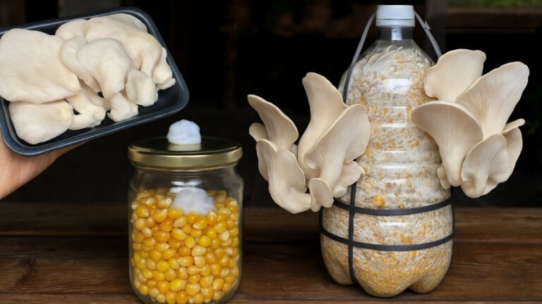 7 Simple Steps to Grow Your Own Mushrooms at Home