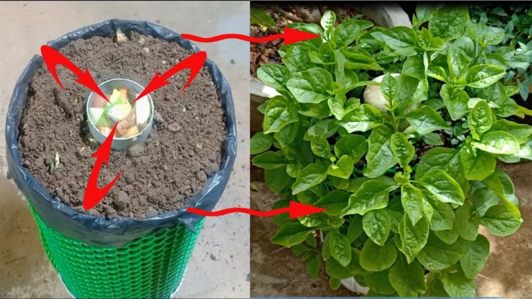 7 Creative Tips for Growing Spinach at Home in Style