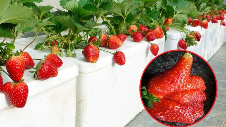 10 Simple Steps to Grow Juicy Strawberries in Containers at Home!