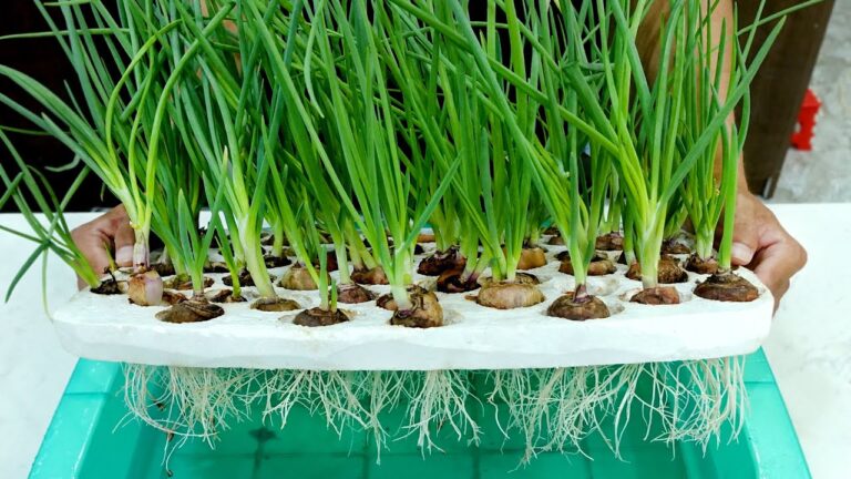 7 Simple Steps to Grow Onions Hydroponically in Your Kitchen